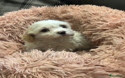 Cavachon dogs for sale: Gorgeous F1 Cavachon puppies - Image 6