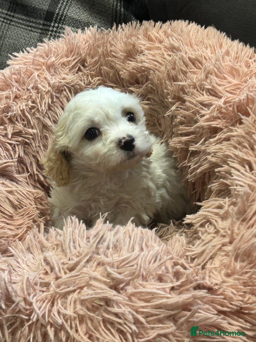 Cavachon dogs for sale: Gorgeous F1 Cavachon puppies - Image 6