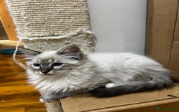 Ragdoll cats for sale: GCCF Registered Kittens - Image 2