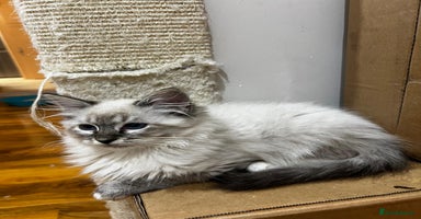 Ragdoll cats - Advert 14