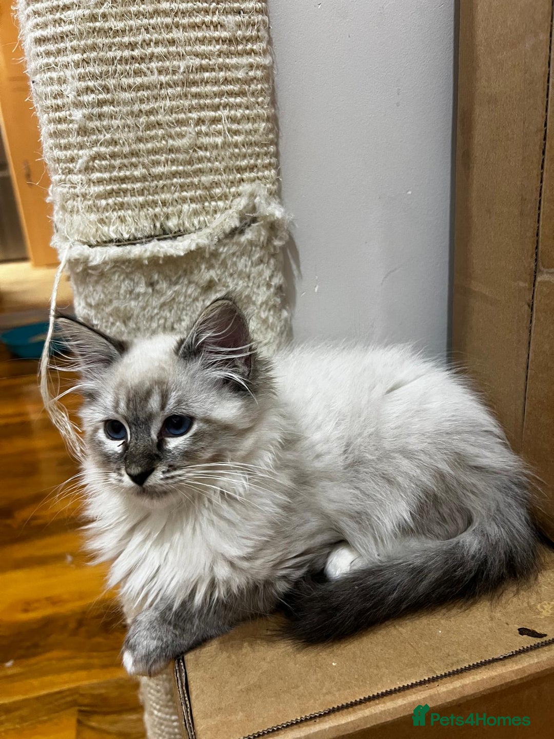 Ragdoll cats for sale: GCCF Registered Kittens - Image 2