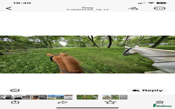 English Thoroughbred horses for sale: Thoroughbred  - Image 3