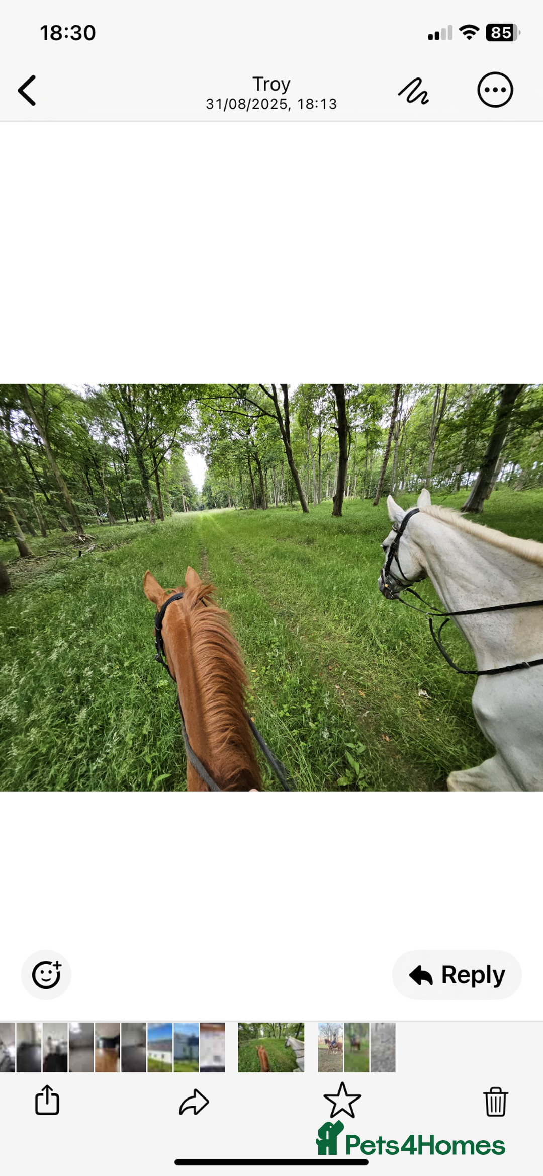 English Thoroughbred horses for sale: Thoroughbred  - Image 3