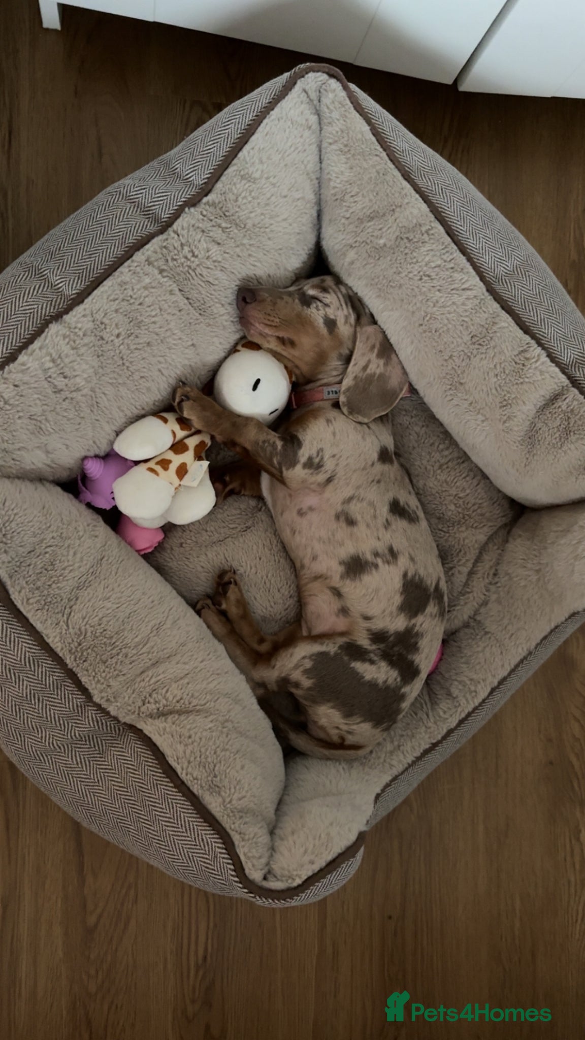 Miniature Dachshund dogs for sale: Miniature dachshund  in Hitchin - Advert 4
