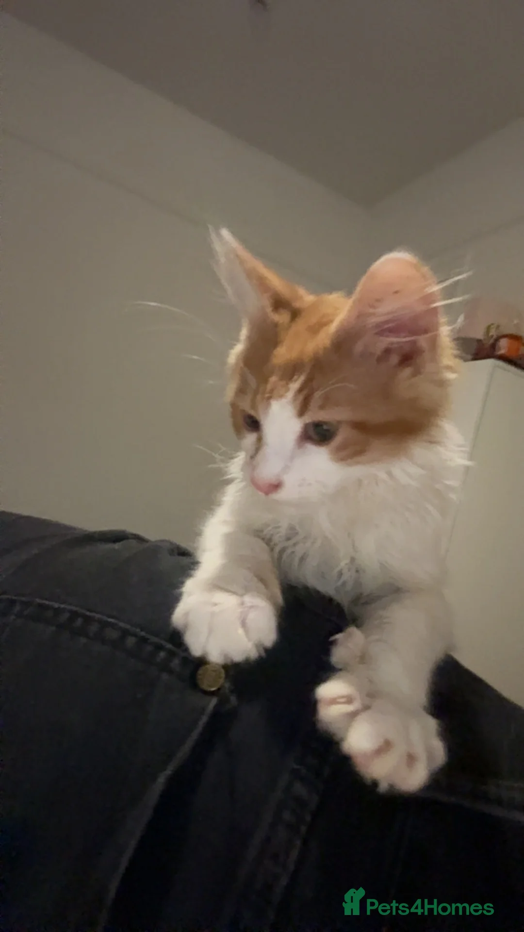 Maine Coon cats for sale: Ginger Male Maincoon x persian kitten - Advert 2