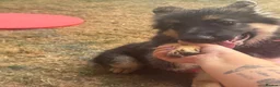German Shepherd dogs for sale: German shepherd  - Advert 3