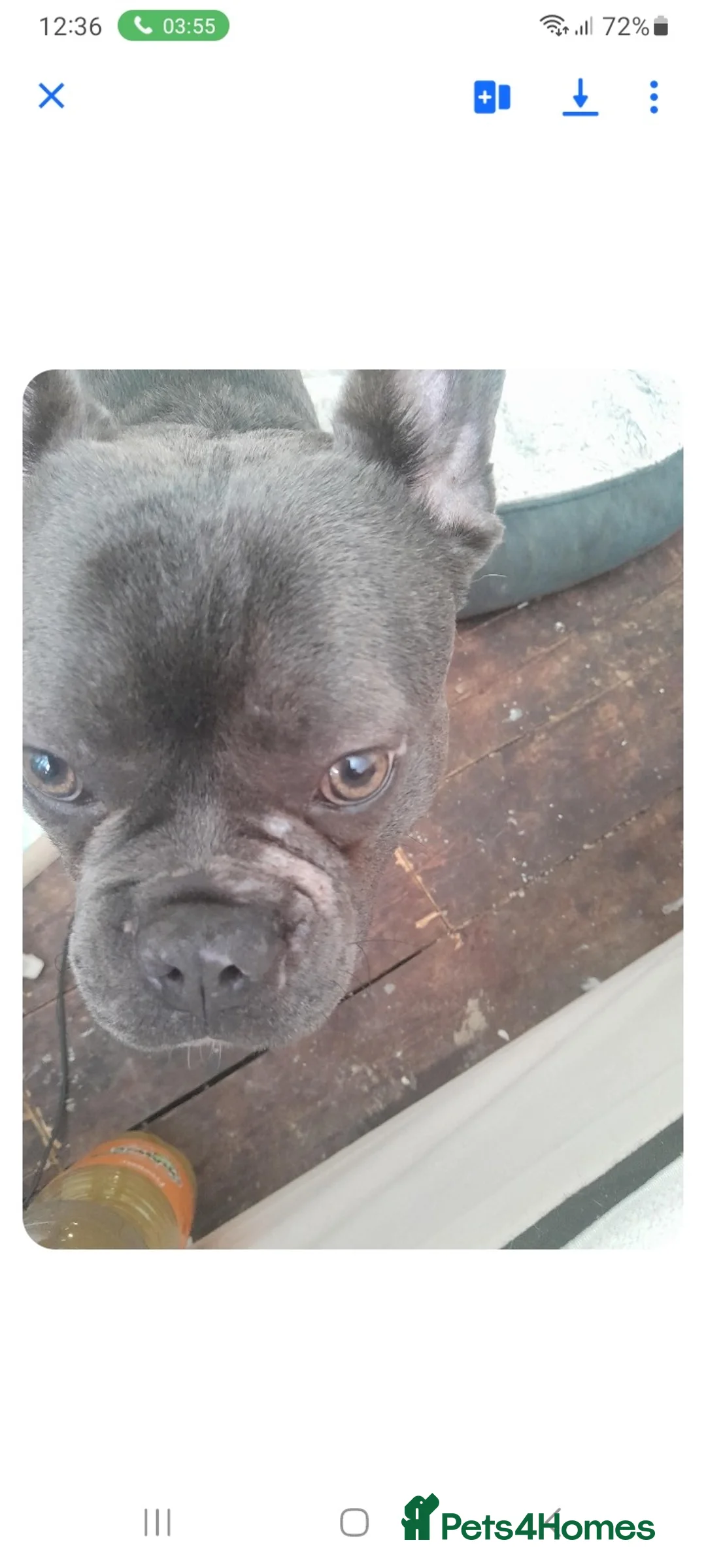 French Bulldog dogs for sale: Selling my frenchie  in Hamilton - Advert 2