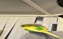 Budgerigars birds for sale: 🐦 Tame English Budgie + Full Setup (3yr Old Male) - Image 3