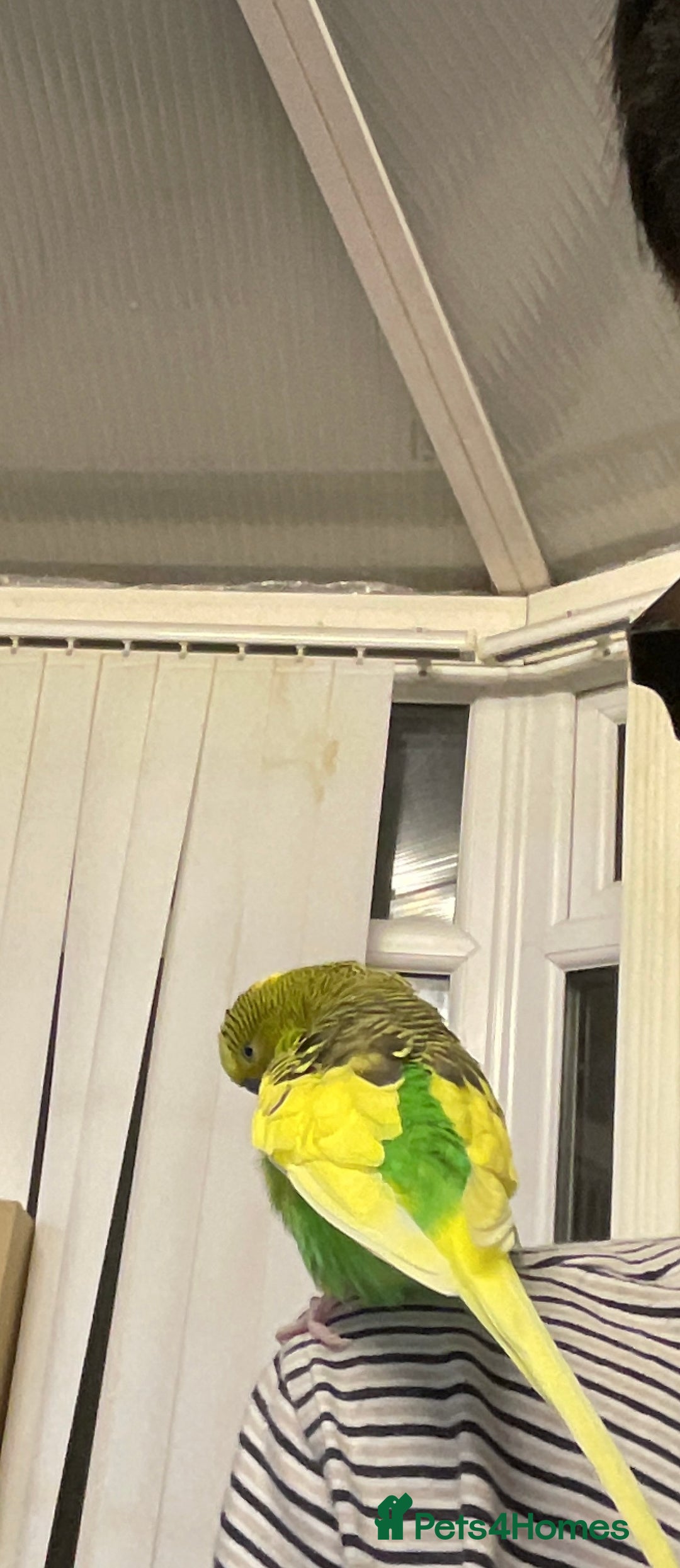Budgerigars birds for sale: 🐦 Tame English Budgie + Full Setup (3yr Old Male) - Image 3
