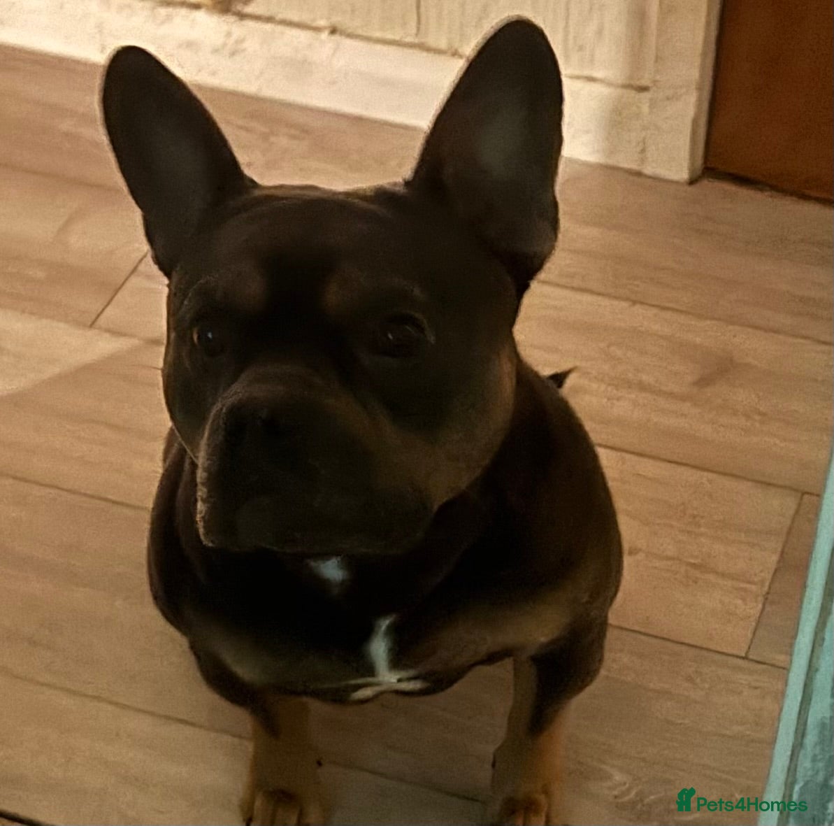 Mixed Breed dogs French American bully  - Advert 14