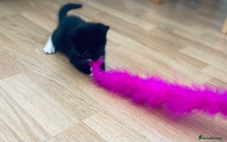 European cats for sale: Male kittens looking for loving Homes - Image 5