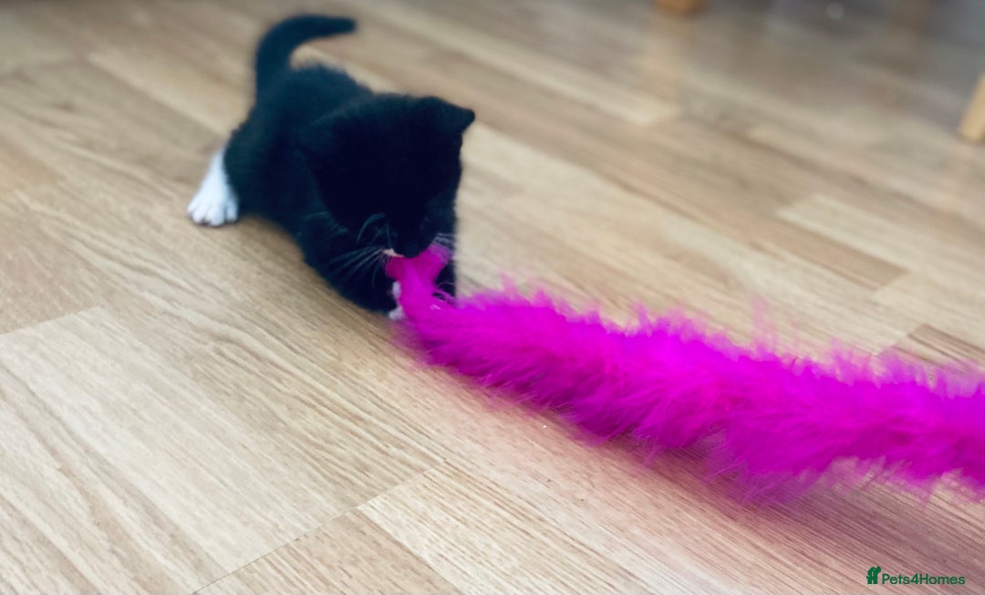 European cats for sale: Male kittens looking for loving Homes - Image 5