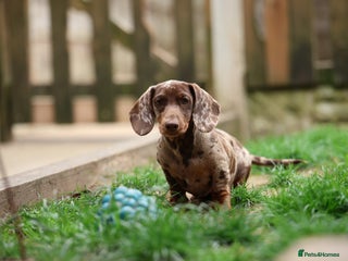Miniature Dachshund dogs Bruno miniature dachshund - Advert 5