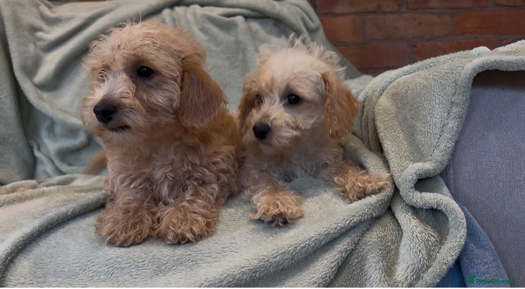 Mixed Breed dogs for sale: Adorable Cairnnoodle Puppies  - Image 7