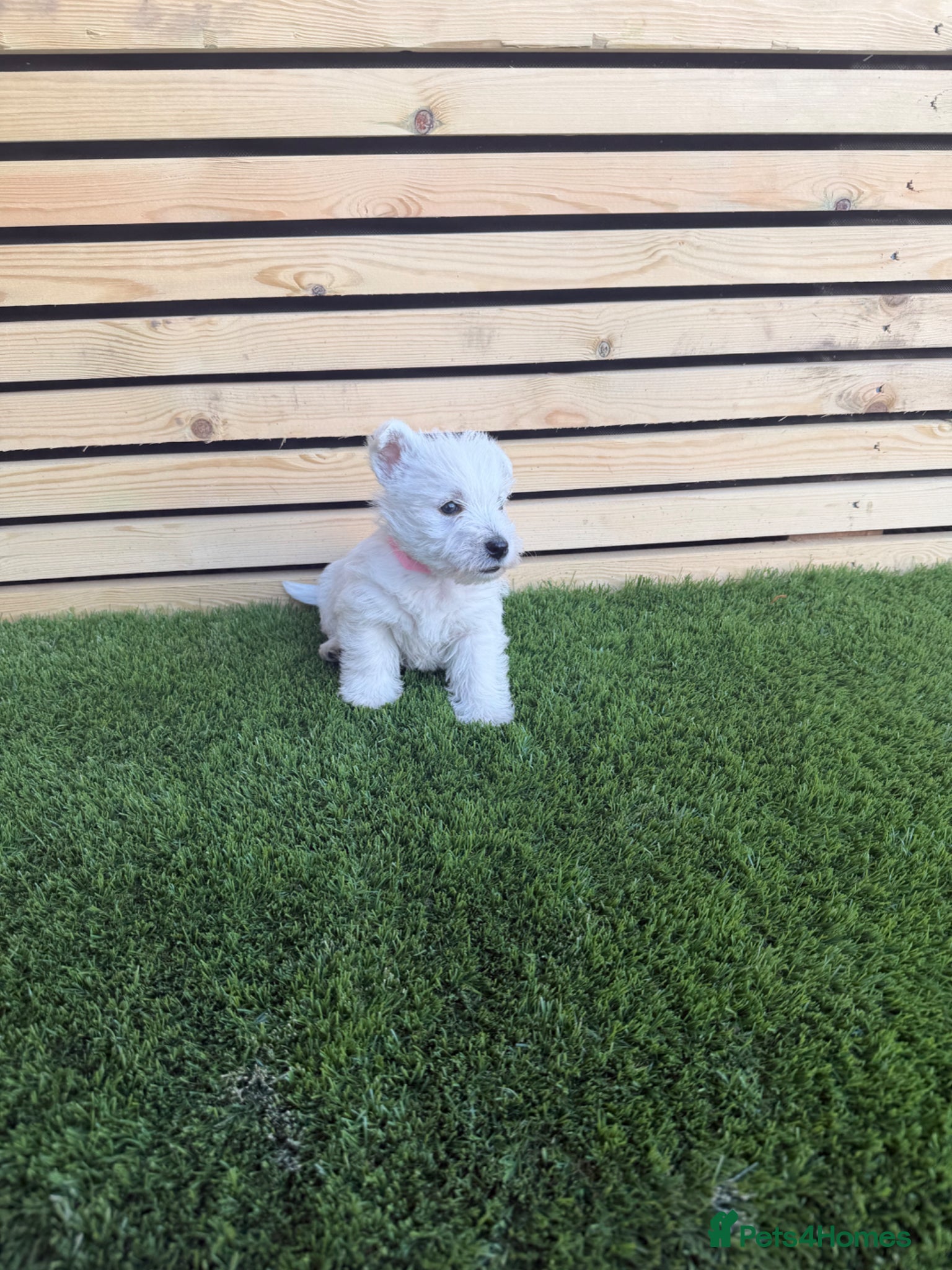 West Highland Terrier dogs Stunning westie puppies - Advert 5
