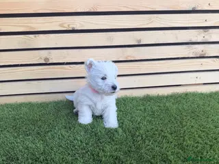 West Highland Terrier dogs Stunning westie puppies - Advert 5