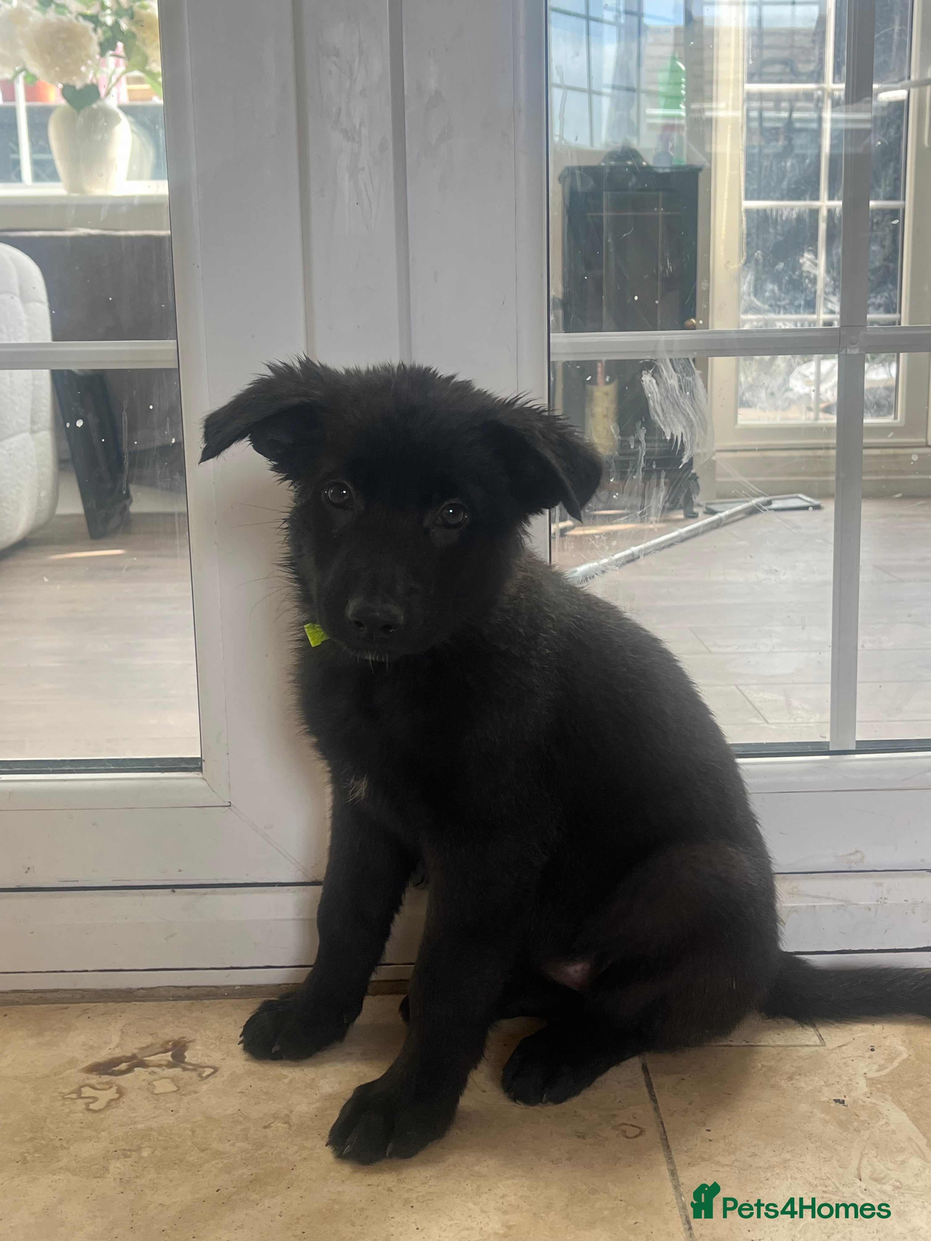 Mixed Breed dogs Reduced 🥰German Shepherd pups  - Advert 2