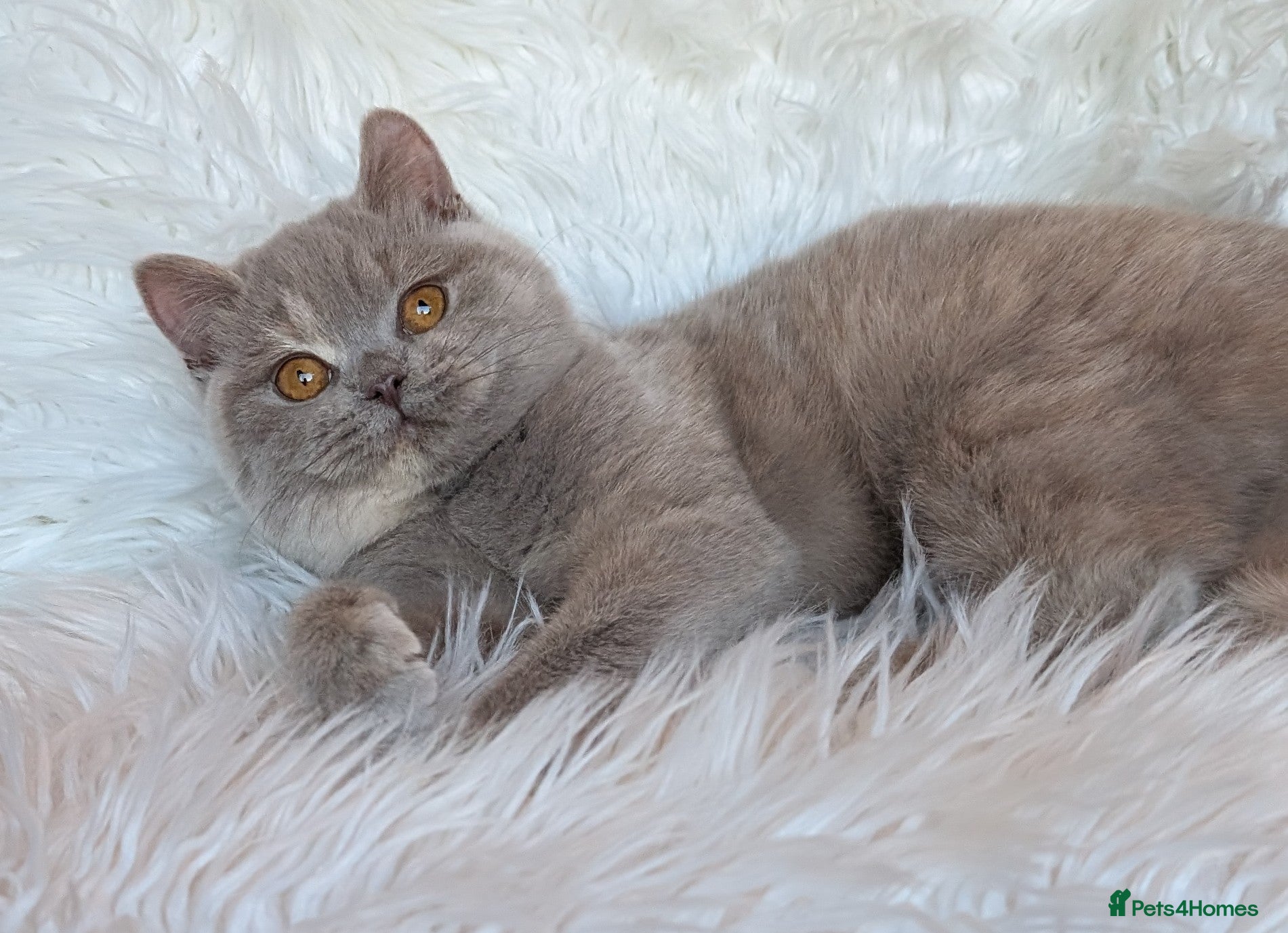 British Shorthair cats Gorgeous lilac tortie girl please read advent  - Advert 1