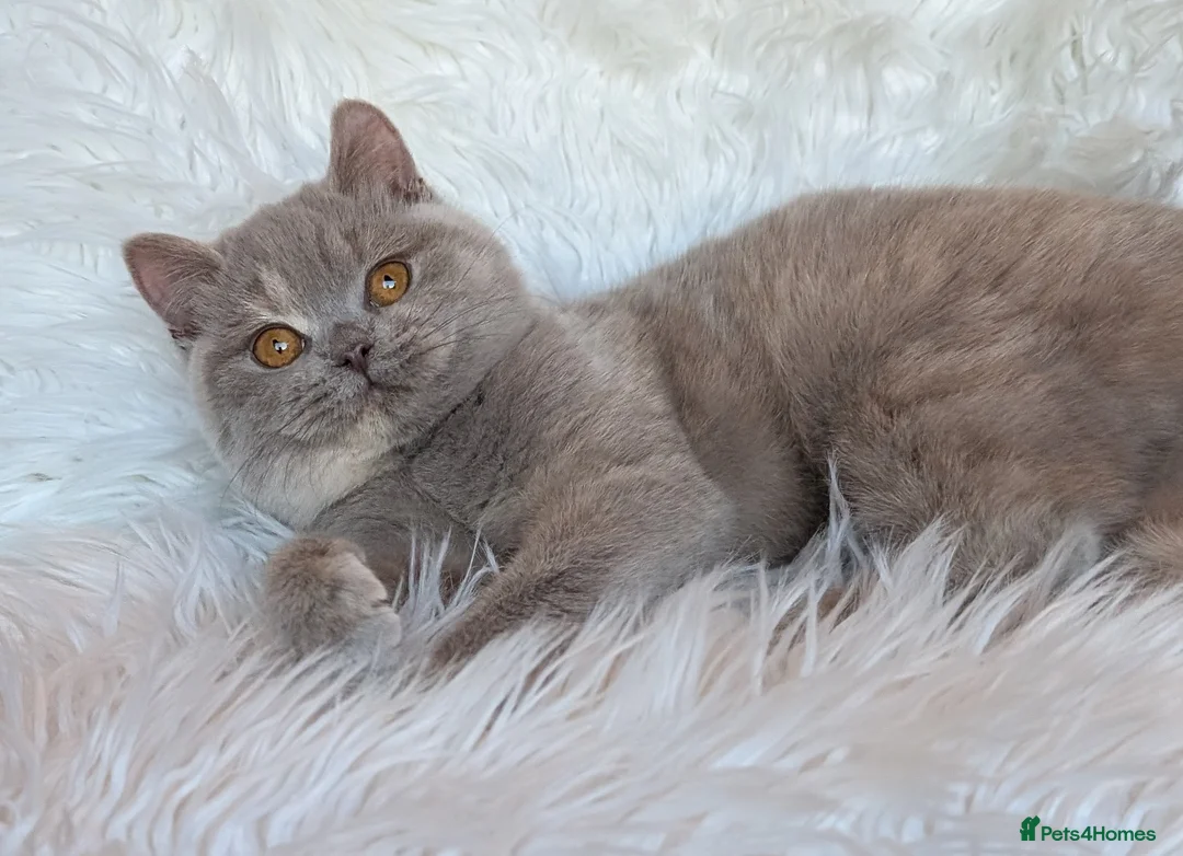 British Shorthair cats for sale: Gorgeous lilac tortie girl please read advent  - Advert 1