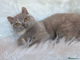 British Shorthair cats Gorgeous lilac tortie girl please read advent - Advert 1