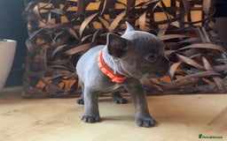 French Bulldog dogs for sale: Pedigree Frenchies - New Shade Isabella’s & Lilacs - Image 10