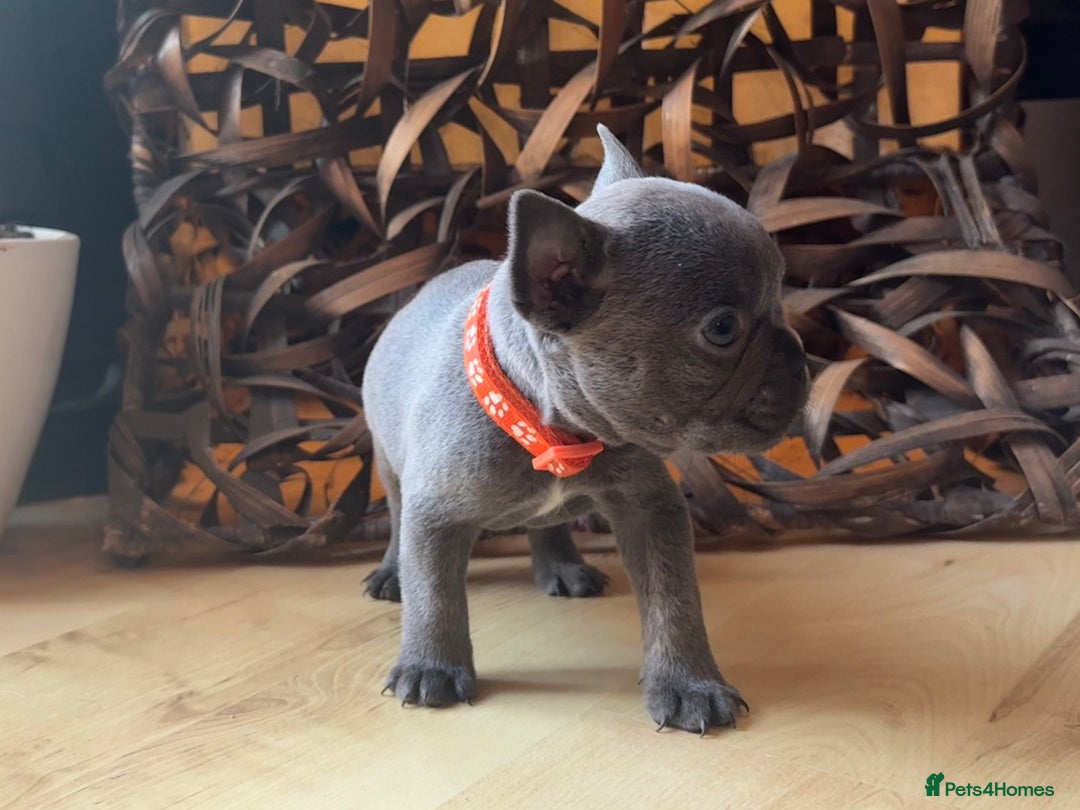 French Bulldog dogs for sale: Pedigree Frenchies - New Shade Isabella’s & Lilacs - Image 10