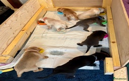Mixed Breed dogs for sale: Gorgeous pups for sale - Image 19