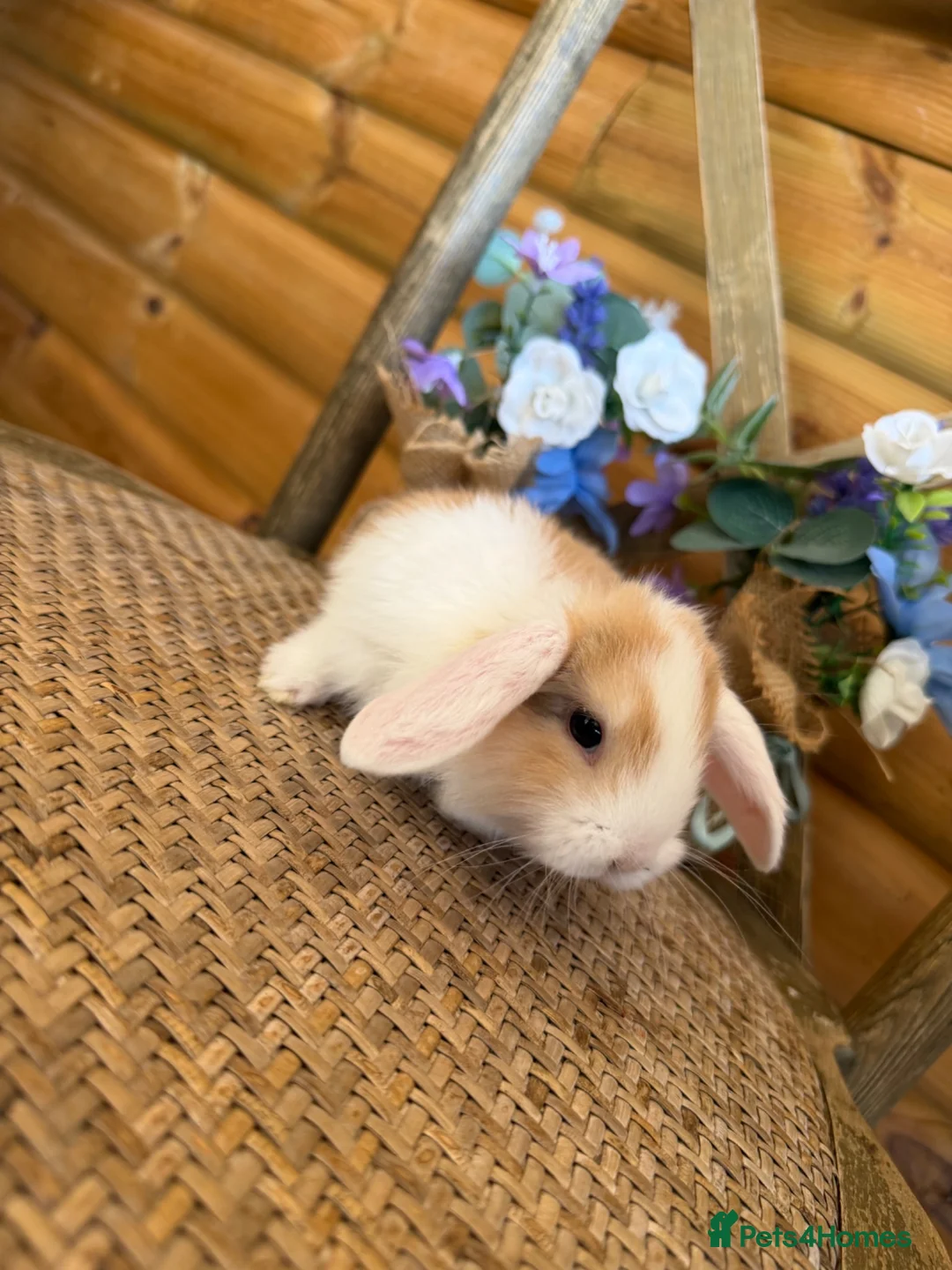Mini Lop rabbits for sale: ✨ Mini Lop Bunnies | Harlequin & Rare Varieties  - Advert 4