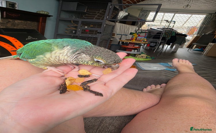 Conures birds - Advert 2