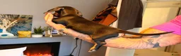 Miniature Dachshund dogs for sale: 🐾​Elite KC One left Reduced from 1400!🐾 - Advert 23