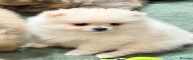 Pomeranian 3