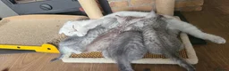 Scottish Fold cats for sale: Adorable Scottish fold kittens - Advert 4