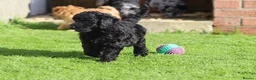 Cockapoo dogs for sale: Beautiful Cockapoo puppies for sale  - Advert 19