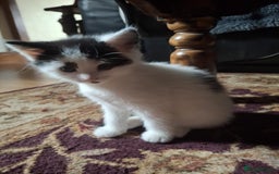Mixed Breed cats for sale: gorgeous kittens looking for their forever homes! - Image 3