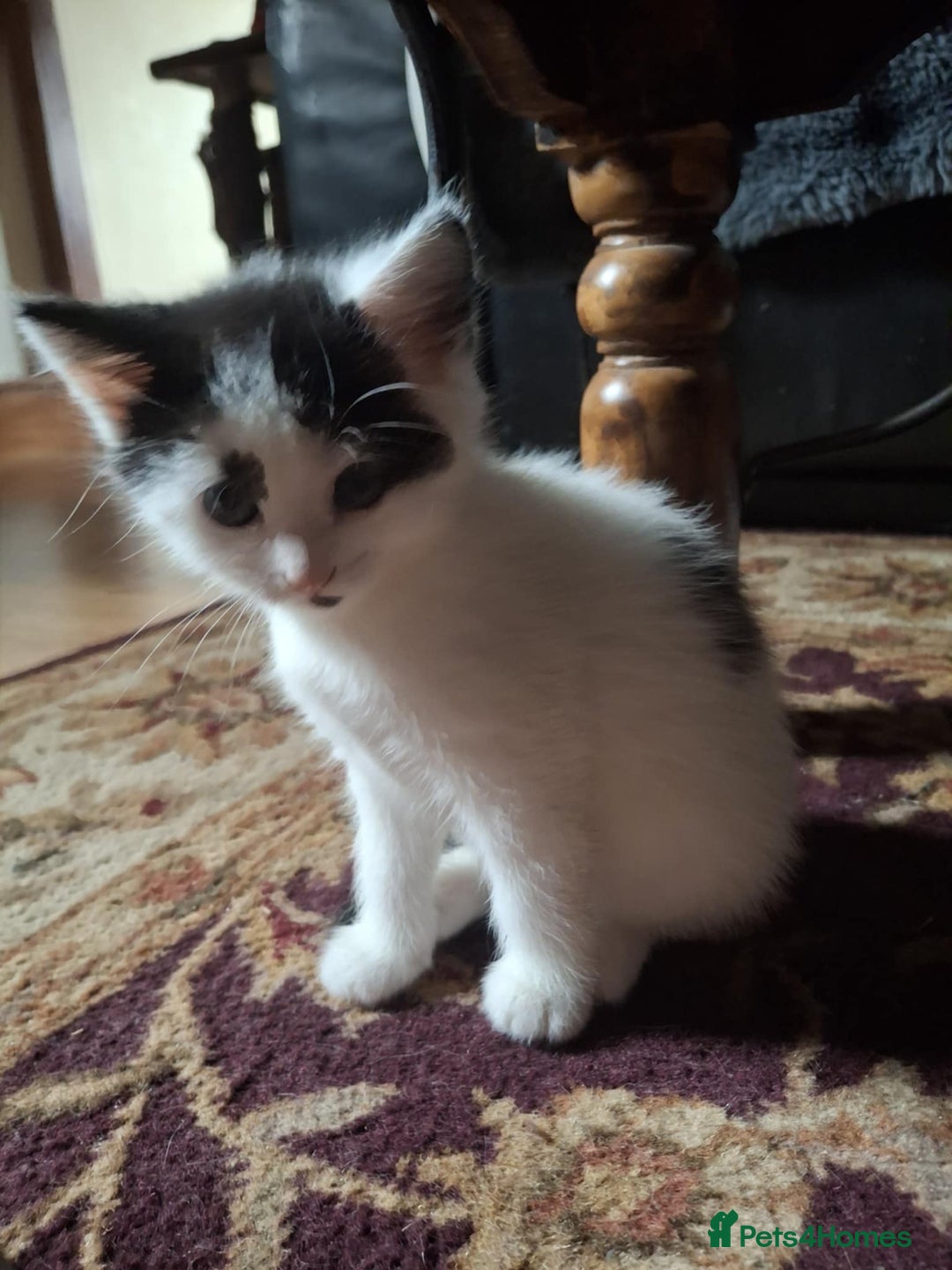 Mixed Breed cats for sale: gorgeous kittens looking for their forever homes! - Image 3