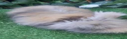 Angora rabbits for sale: Beautiful Angora Ready Now  - Advert 5