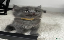 Maine Coon cats for sale: Rare Maine Coon/Russian Blue Kittens - Image 16