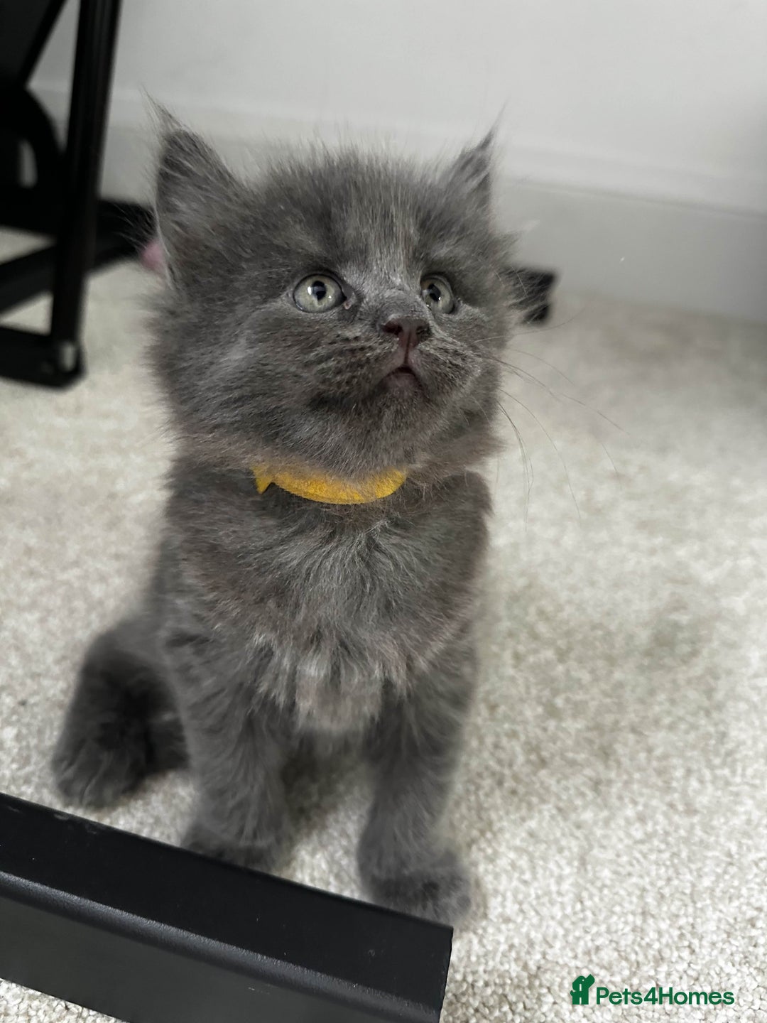 Maine Coon cats for sale: Rare Maine Coon/Russian Blue Kittens - Image 16