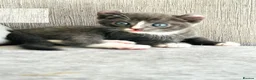 Mixed Breed cats for sale: Stunning Mixed Coloured Kittens!  - Advert 9