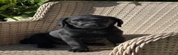 Labrador Retriever dogs for sale: KC Reg.Parents Fully Health Tested.Ready Now - Advert 1