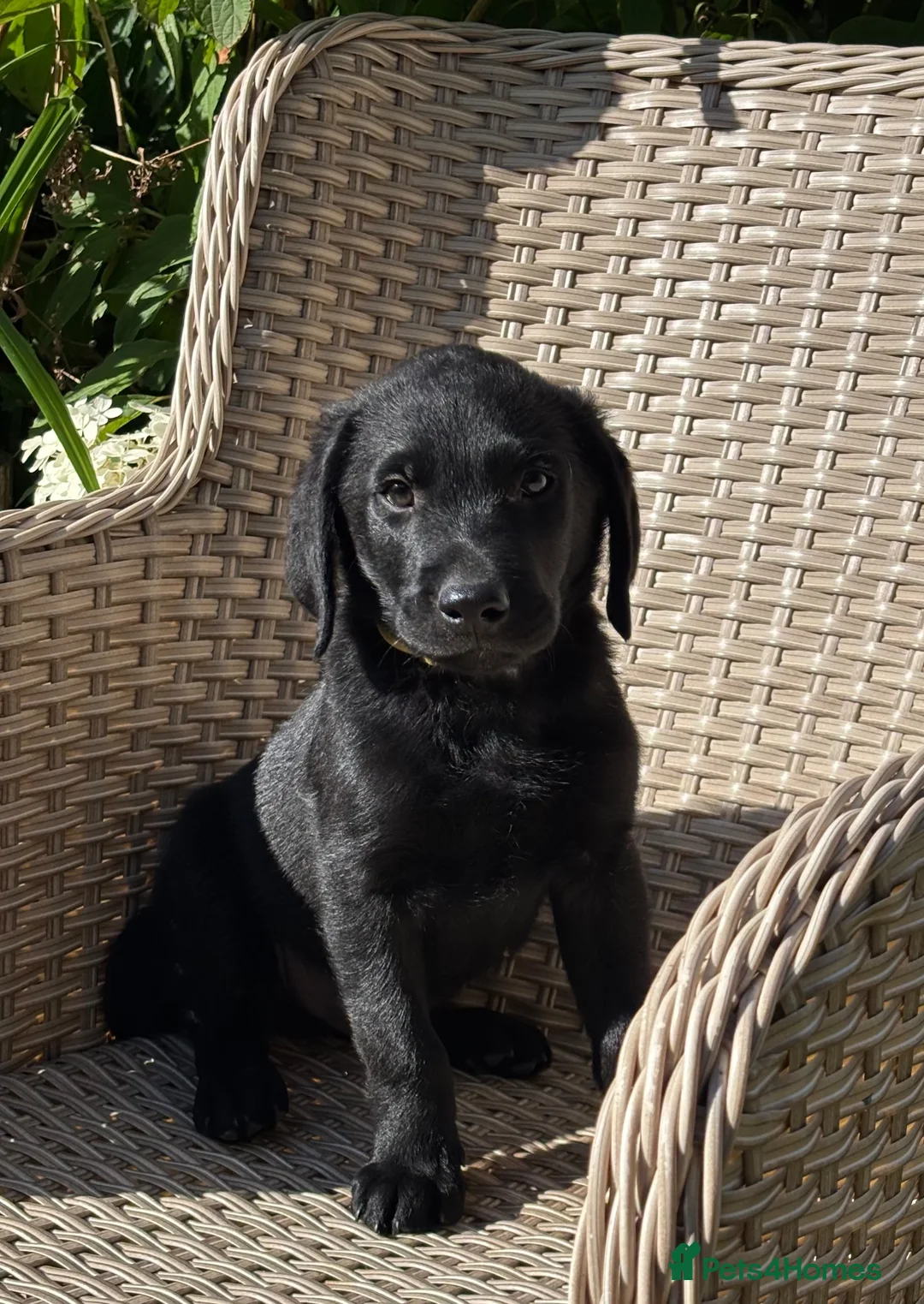 Labrador Retriever dogs for sale: KC Reg.Parents Fully Health Tested.Ready Now - Advert 1