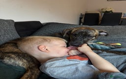 Mixed Breed dogs for sale: Bella - Image 3