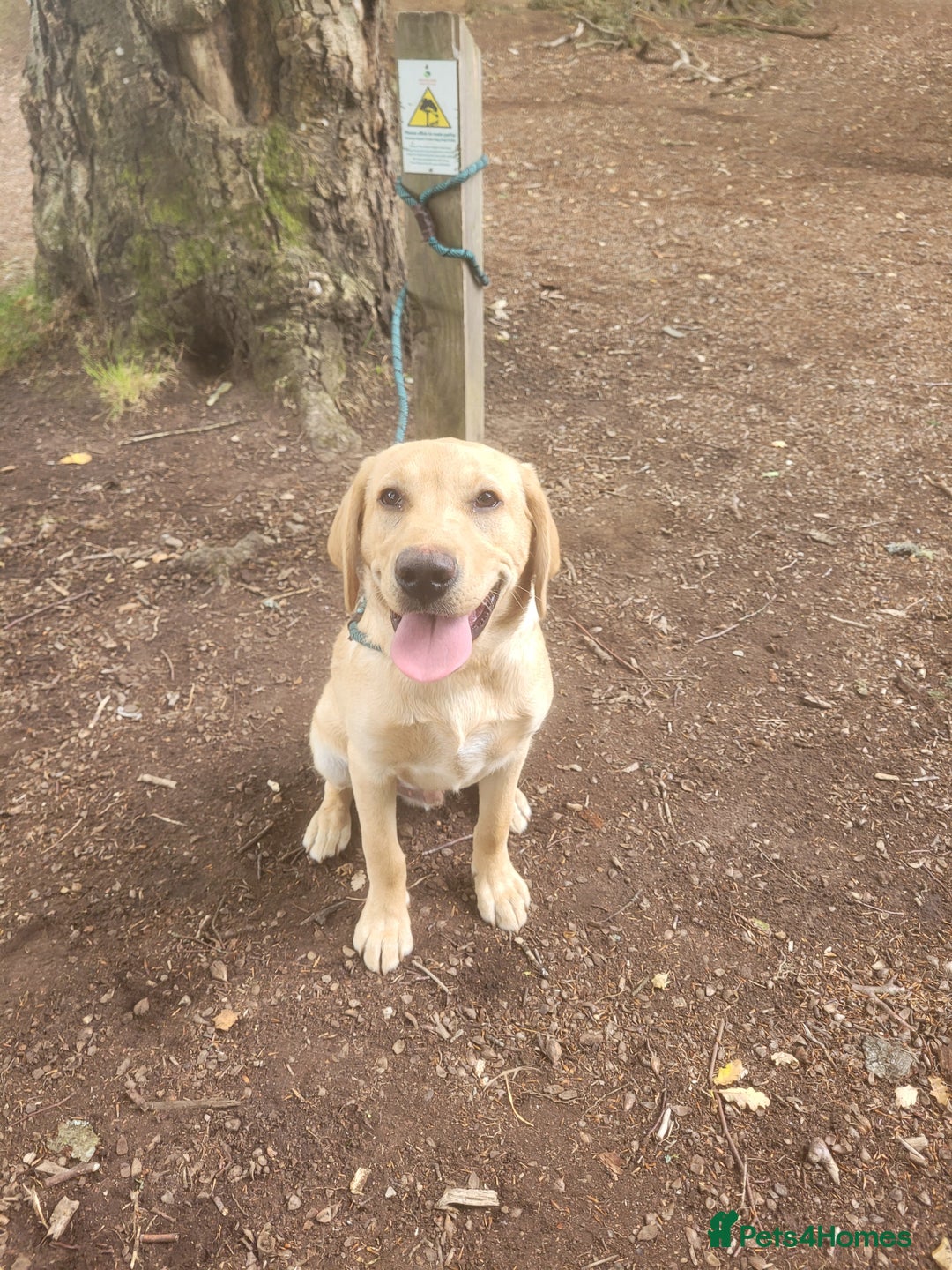 Labrador Retriever dogs for sale: Buddy  - Advert 2