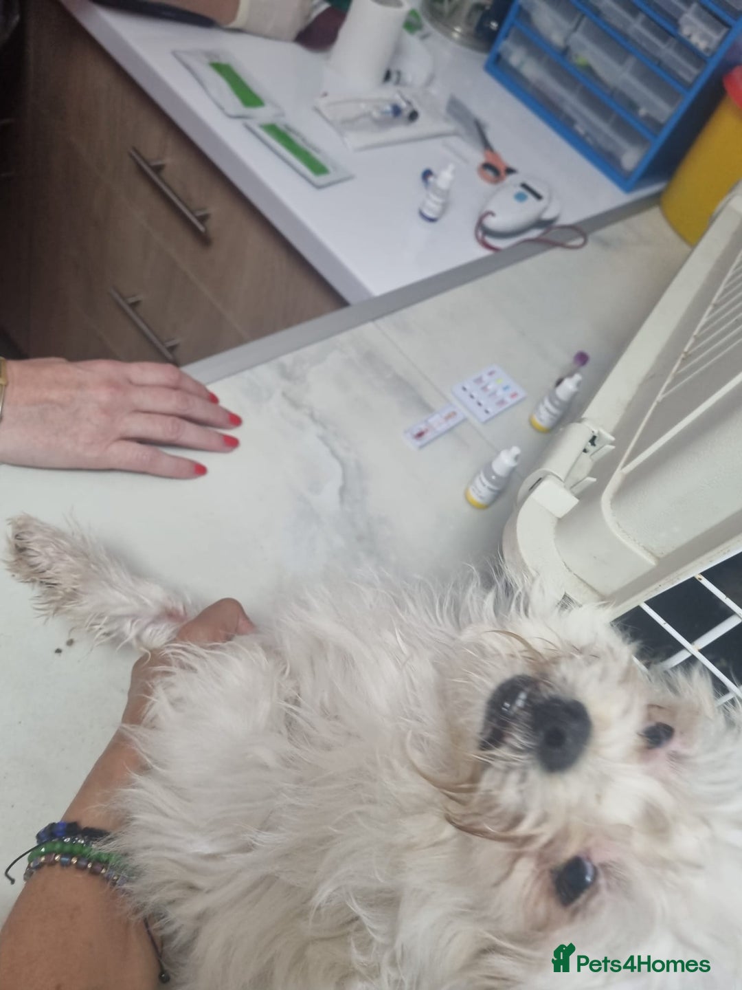 Bichon Frise dogs for adoption: KETHO - a superb, little boy, for a Loving Home - Image 11