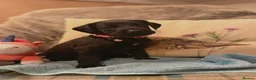 Great Danoodle dogs for sale: Extremely rare greatdoodles ready now  - Advert 36