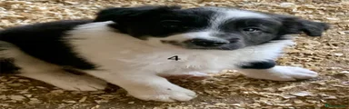 Border Collie Puppy 4
