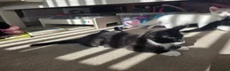 Mixed Breed cats for sale: Gorgeous male kitten looking for his forever home in Leeds - Advert 6