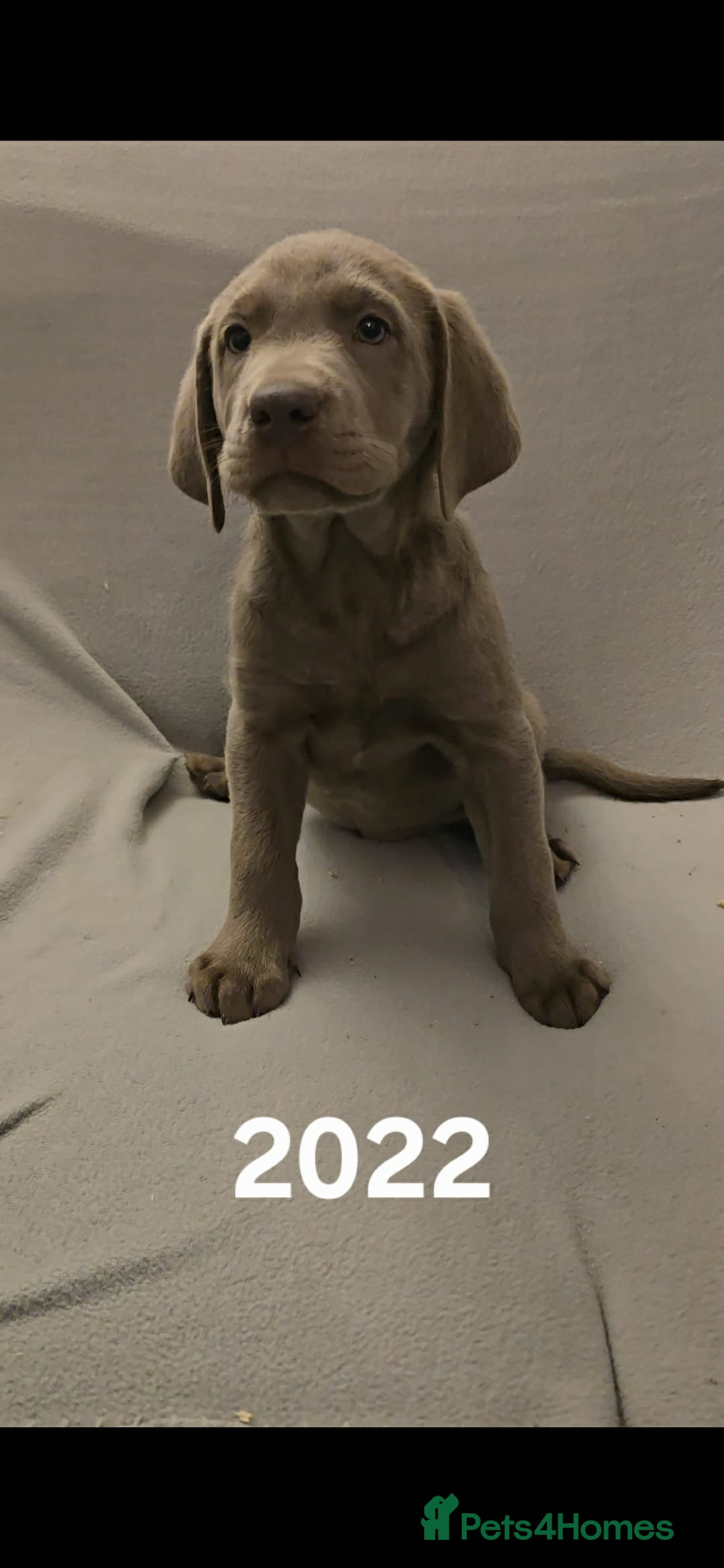 Labrador Retriever dogs for sale: Stunning silver Labradors  - Advert 16