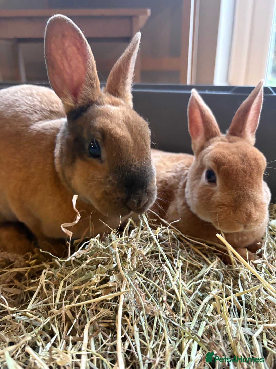 Rex rabbits for sale: Mini Rex Bunnies  - Advert 2