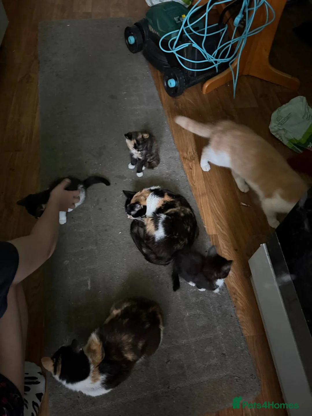 Mixed Breed cats for sale: selling cats fast as possible  in Bradford - Advert 2